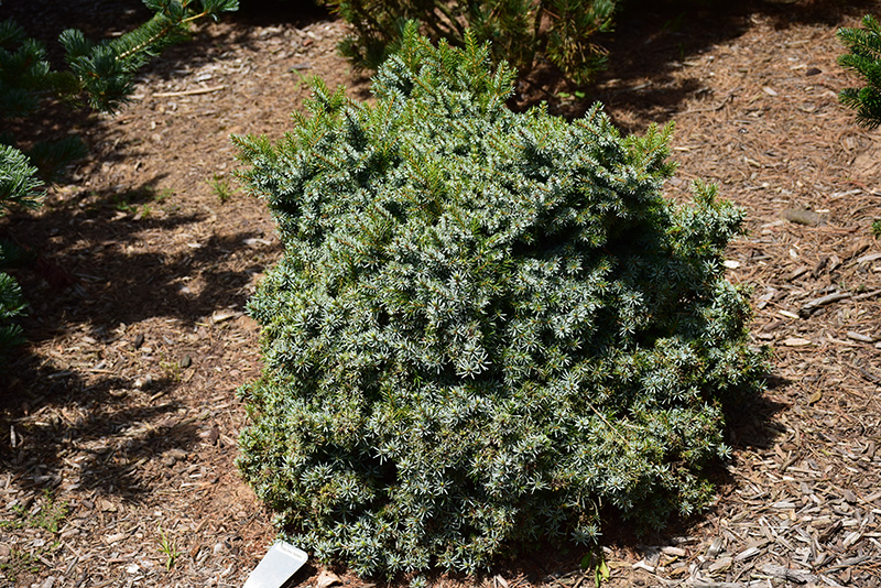 Kamenz Serbian Spruce (Picea omorika 'Kamenz') at Oakland Nurseries Inc