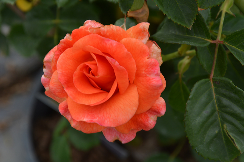 Easy Does It Rose (Rosa 'Easy Does It') at Oakland Nurseries Inc