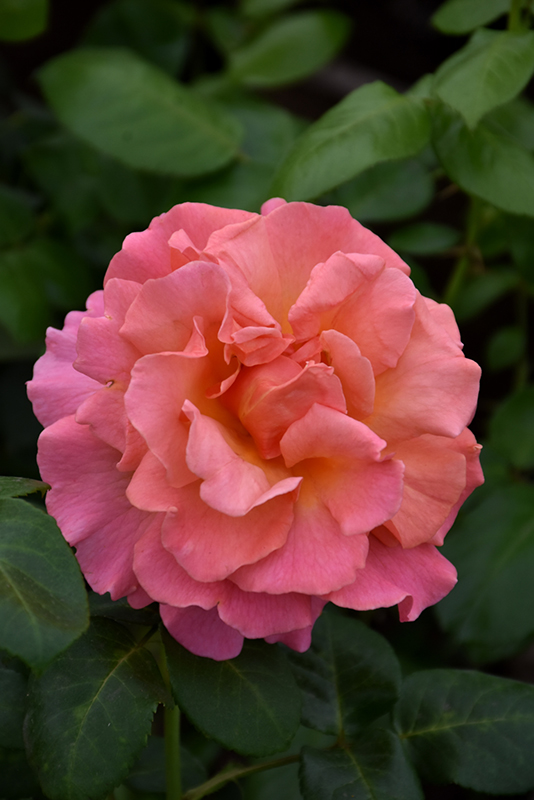 Easy Does It Rose (Rosa 'Easy Does It') at Oakland Nurseries Inc