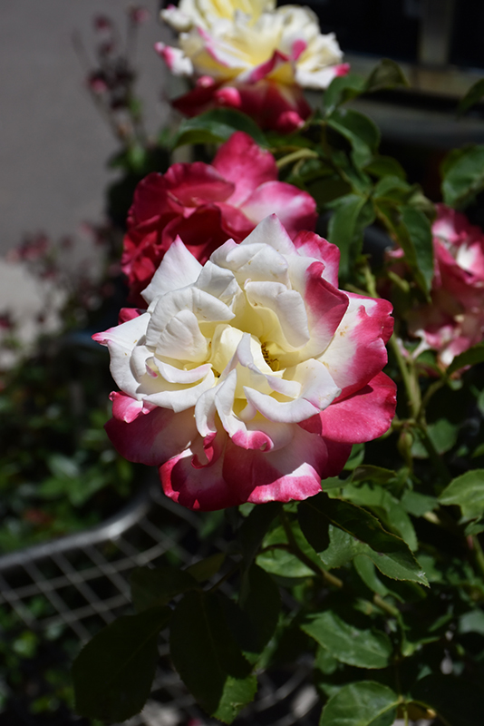 Double Delight Rose (Rosa 'Double Delight') at Oakland Nurseries Inc