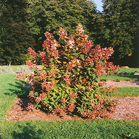 Image of Hydrangea paniculata tardiva shrub in fall