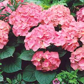 merritts pink hydrangea