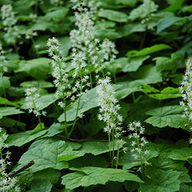 How to Plant and Grow Foamflower