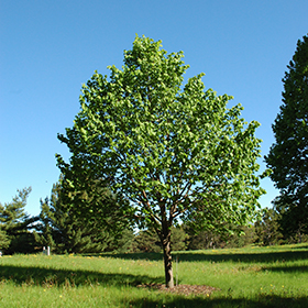 Tilia cordata (Littleleaf Linden)