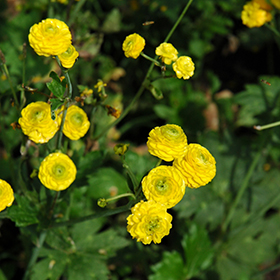 Small Yellow Flower Buttons