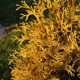 Yellow Ribbon Arborvitae (Thuja occidentalis 'Yellow Ribbon') in Columbus  Dublin Delaware Grove City Gahanna Bexley Ohio OH at Oakland Nurseries Inc