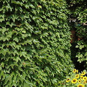 Parthenocissus tricuspidata 'Fenway Park', Golden Boston Ivy – Dancing Oaks  Nursery and Gardens