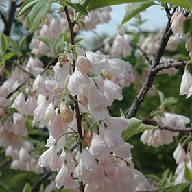 Carolina Silverbell (Halesia carolina)