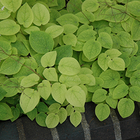 Bishop s Hat Epimedium pubigerum in Columbus Dublin Delaware