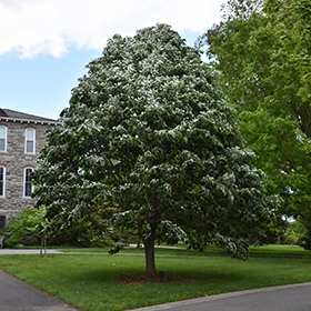 Sterling Silver Linden Tilia Tomentosa Sterling In Columbus Dublin Delaware Grove City Gahanna Bexley Ohio Oh At Oakland Nurseries Inc