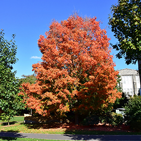 Bonfire Sugar Maple Acer Saccharum Bonfire In Columbus Dublin Delaware Grove City Gahanna Bexley Ohio Oh At Oakland Nurseries Inc