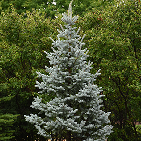 Koster's Blue Spruce (Picea pungens 'Kosteri') in Columbus Dublin Delaware  Grove City Gahanna Bexley Ohio OH at Oakland Nurseries Inc