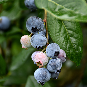 blue jay blueberry