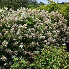 Fire And Ice Hydrangea Hydrangea Paniculata Wim S Red In Columbus Dublin Delaware Grove City Gahanna Bexley Ohio Oh At Oakland Nurseries Inc