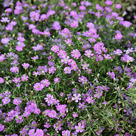 Pink Creeping Babies Breath Plant - Gypsophila repens rosea