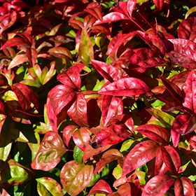 Fire Power Nandina Nandina Domestica Fire Power In Columbus Dublin Delaware Grove City Gahanna Bexley Ohio Oh At Oakland Nurseries Inc