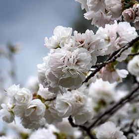 Mt Fuji Flowering Cherry Prunus Serrulata Shirotae In Columbus Dublin Delaware Grove City Gahanna Bexley Ohio Oh At Oakland Nurseries Inc