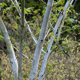 Joe Witt Snakebark Maple (Acer tegmentosum 'Joe Witt') in