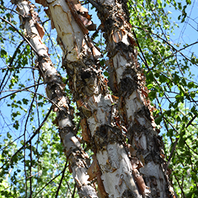 River Birch - Betula Nigra, Deciduous Trees