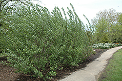 A Pussy Willow Tree Tale - Hyannis Country Garden