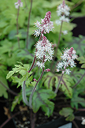 Click to view full-size photo of Candy Striper Foamflower (Tiarella ...