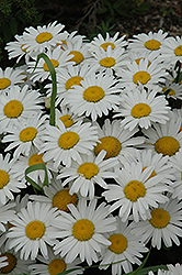 Snow Lady Shasta Daisy