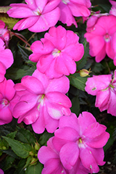 SunPatiens Compact Neon Pink New Guinea Impatiens (Impatiens 'SunPatiens  Compact Neon Pink') in Columbus Dublin Delaware Grove City Gahanna Bexley  Ohio OH at Oakland Nurseries Inc