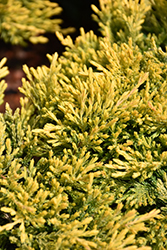 Juniperus horizontalis 'Gold Strike' - Iseli Nursery