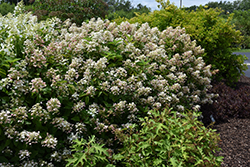 Fire And Ice Hydrangea Hydrangea Paniculata Wim S Red In Columbus Dublin Delaware Grove City Gahanna Bexley Ohio Oh At Oakland Nurseries Inc