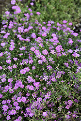 Pink Creeping Babies Breath Plant - Gypsophila repens rosea