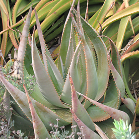 Plant Photo 10